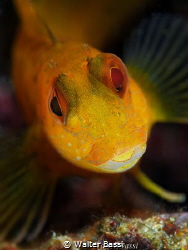 YELLOW by Walter Bassi 